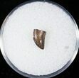 Raptor (Dromaeosaur) Tooth - Judith River #14794-1